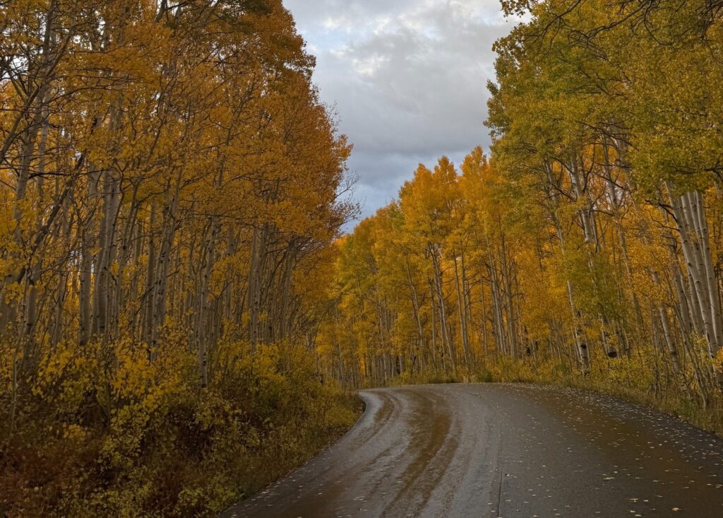 A narrow, winding mountain road curves through golden aspen trees near the top of Big Cottonwood Canyon at Guardsman Pass.
